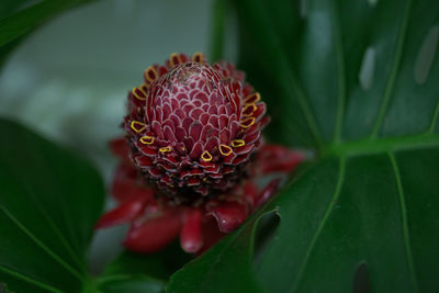 Close-up of flowers