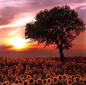 Scenic view of landscape against sky at sunset