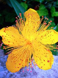 Close-up of yellow flowering plant