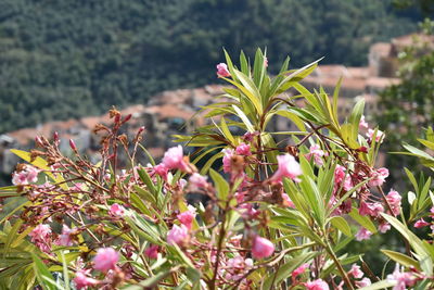 Close-up of flowers blooming outdoors