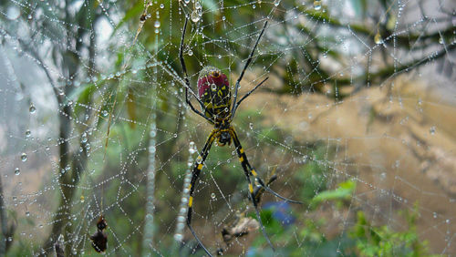 Close-up of spider on web