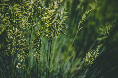 Close-up of crops growing on field