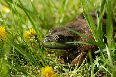 Close-up of frog on grass