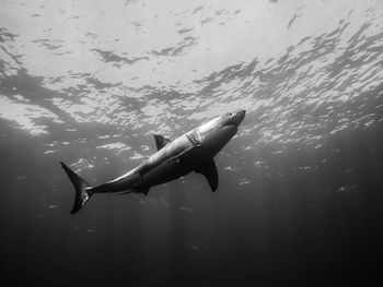 Great white shark swimming in sea