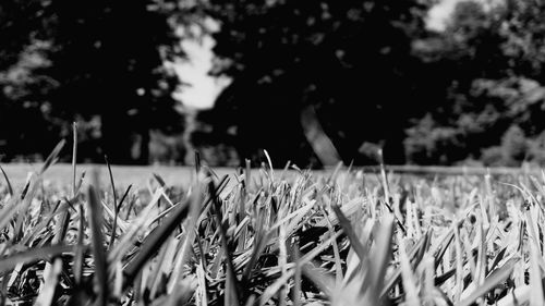 Close-up of wheat plants on field against sky