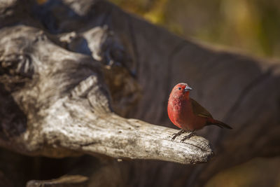 Close-up of bird perching on branch