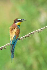 Close-up of bee-eater on branch