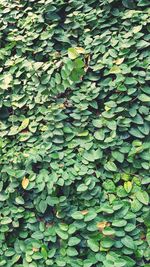 Full frame shot of leaves on ground