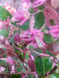 Close-up of pink flowers