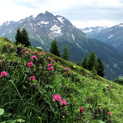 Scenic view of pink and mountains against sky