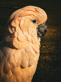 Close-up of parrot