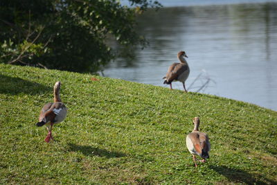 Three egyptian geese in lakefront grassy lawn beside lake
