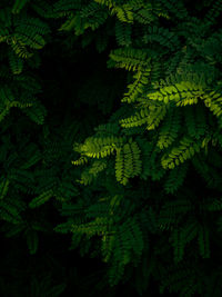 Full frame shot of fresh green plants