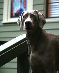 Close-up portrait of dog