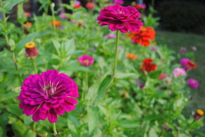 Close-up of pink flowers blooming outdoors