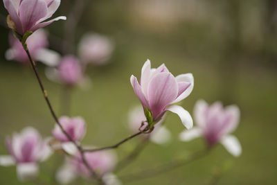 Close-up of pink flowering plant