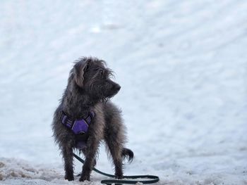 Close-up of dog standing on snow