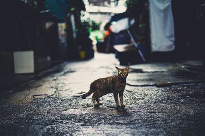 Full length of a cat sitting on street
