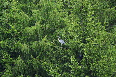 High angle view of gray heron perching on tree in forest