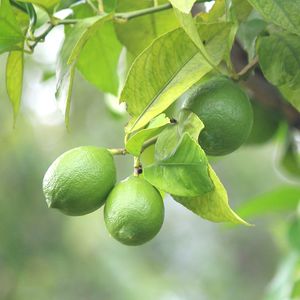 Close-up of fruits growing on tree