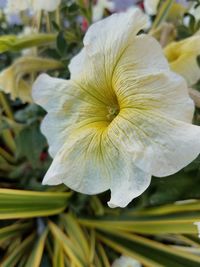 Close-up of white flowering plant