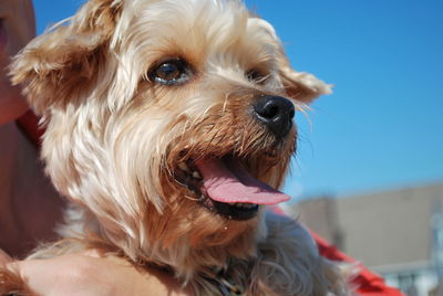 Close-up portrait of dog sticking out tongue against sky