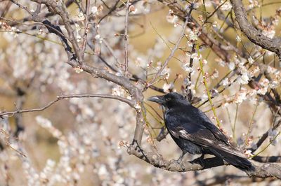 Close-up of bird perching on branch