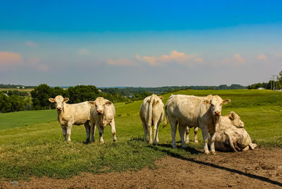 Cows standing in a field