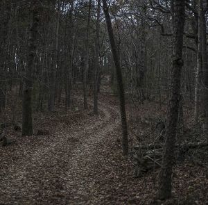 Scenic view of forest