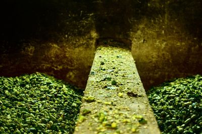 Plants growing on rocks