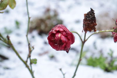 Close-up of red flower on plant during winter