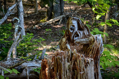 A broken stump that appears to have a ghoulish face 