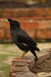 Close-up of bird perching on wood