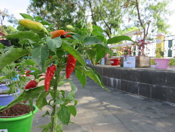 Close-up of red flowers