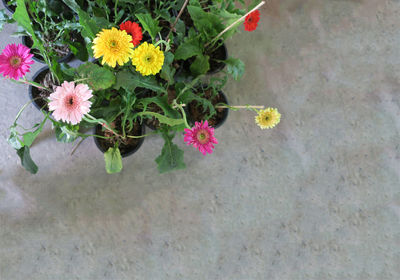 High angle view of flowers blooming outdoors