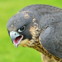 Close-up of eagle