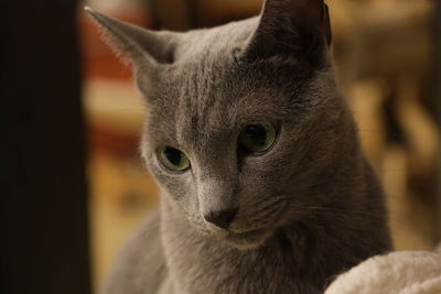 Close-up of russian blue cat looking away