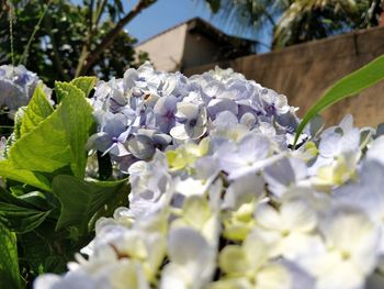 Close-up of white flowering plant