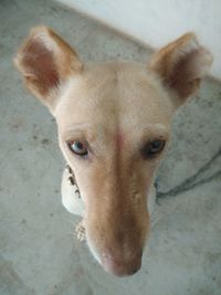 High angle portrait of dog on floor