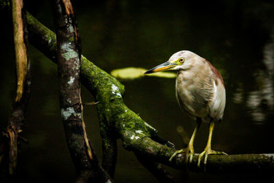 Close-up of bird perching on a tree