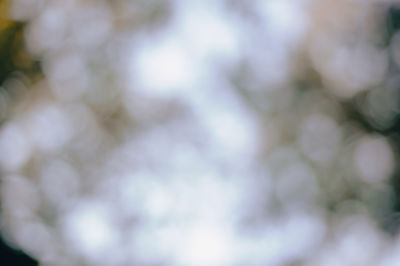 Full frame shot of plants