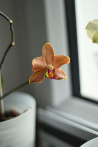 Vertical shot of an orange-pink speckled orchid on windowsill