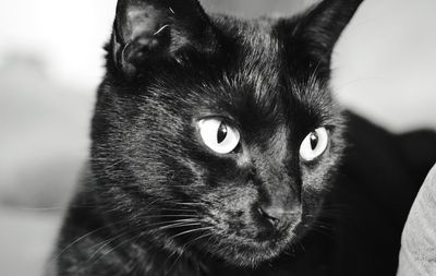 Close-up portrait of cat