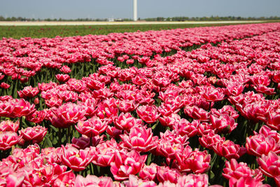 Close-up of pink flowers on field