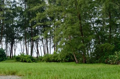 Scenic view of trees growing in forest