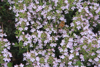 High angle view of bee on flowers