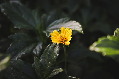 Close-up of yellow flowering plant