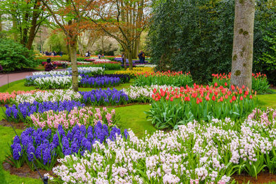 View of flowering plants in garden