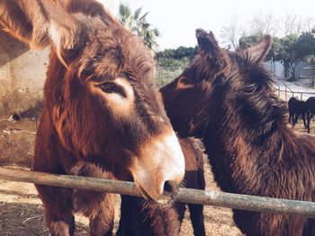 Close-up of donkeys standing next to railing