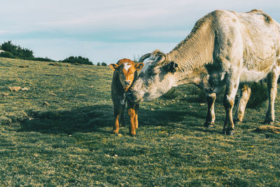 View of horse grazing in field